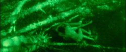 Neda Arneric nude skinny dipping and some sex - Venom (DE-1971) (9)